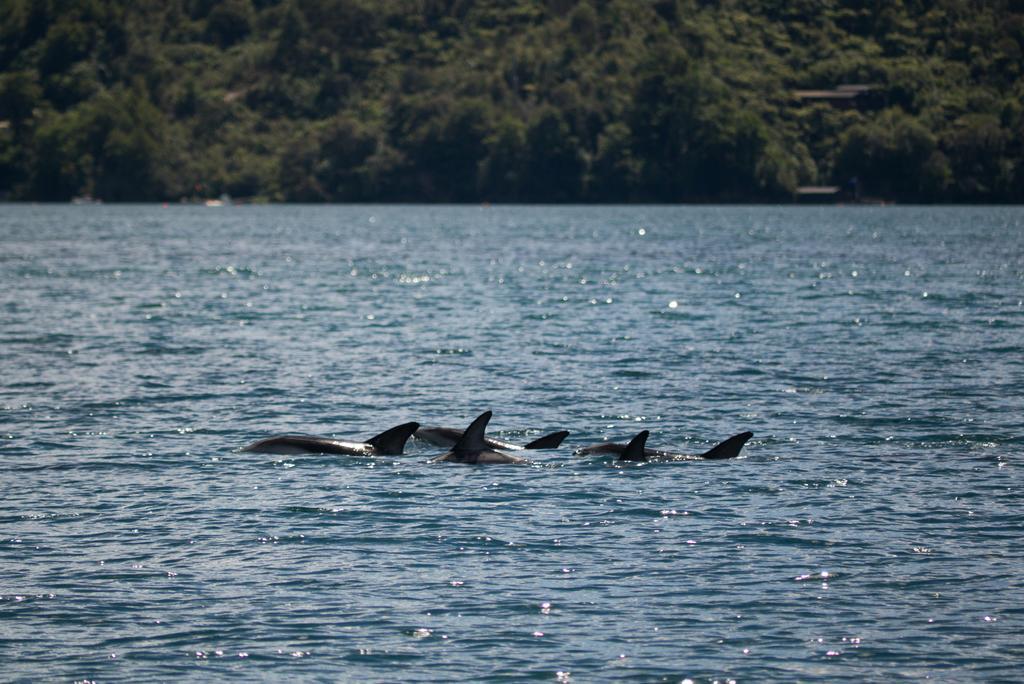 Lochmara Lodge - 20Mins By Boat From Picton Lochmara Bay Ngoại thất bức ảnh